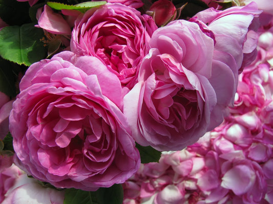 Rosa damascena, matéria-prima central do perfume Majestic Rose da Felisa Beauty, símbolo da perfumaria de nicho brasileira em ascensão