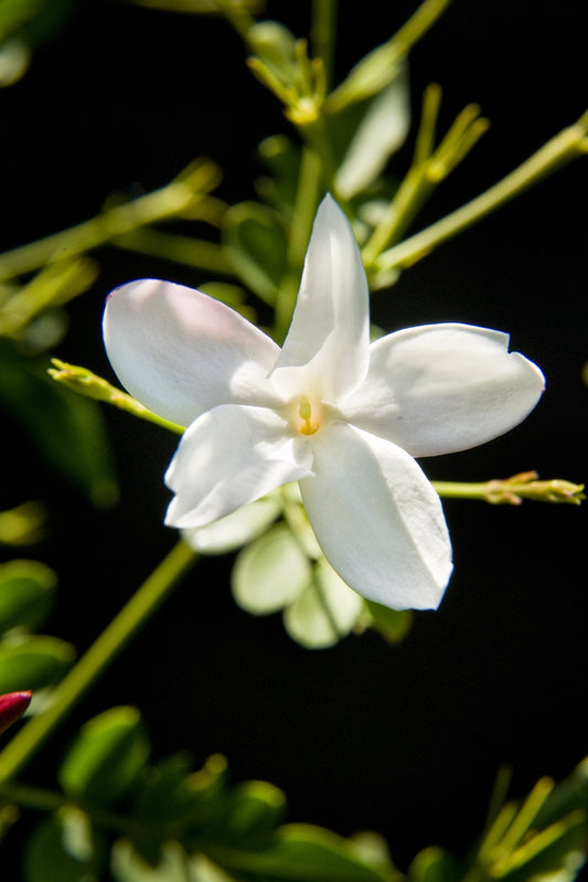 Flor de jasmim, matéria-prima vegetal usada em perfumaria vegana, perfumaria de nicho brasileira Felisa Beauty