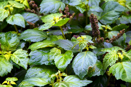 [ingrediente] patchouli, ingrediente de fundo - perfume Majestic Rose, Felisa Beauty, perfumaria de nicho brasileira de luxo