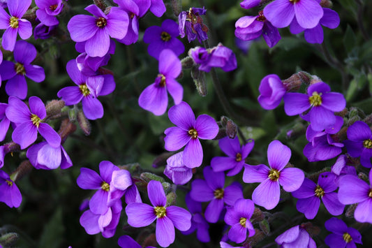 Flores roxas em close, composição decorativa que evoca a delicadeza da Violeta Francesa, nota de abertura do perfume Jasmine Blossom, Felisa Beauty