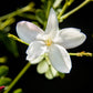 [ingrediente] flor de jasmim, ingrediente principal - perfume Jasmine Blossom, Felisa Beauty, perfumaria de nicho brasileira de luxo