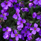 [ingrediente] flores roxas (aubrieta), composicao floral decorativa - perfume Jasmine Blossom, Felisa Beauty, perfumaria de nicho brasileira de luxo